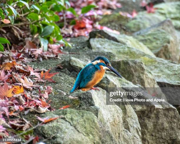 kingfisher in autumn color - フェザー stock-fotos und bilder