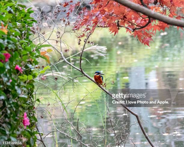 kingfisher in autumn color - フェザー stock pictures, royalty-free photos & images