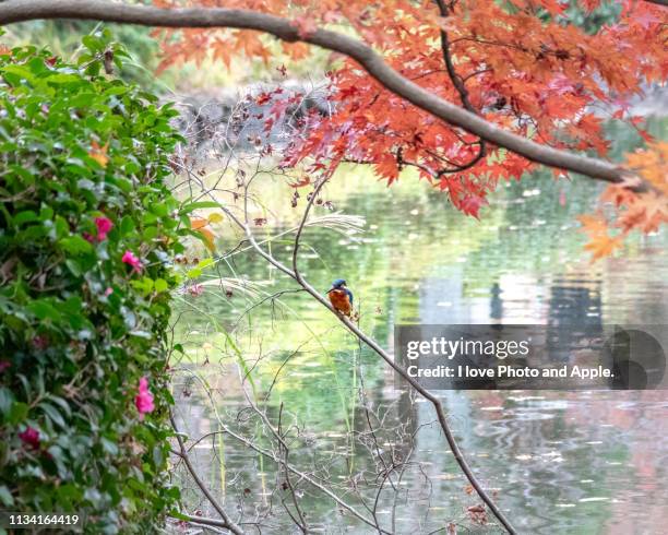 kingfisher in autumn color - 鳥 stock pictures, royalty-free photos & images