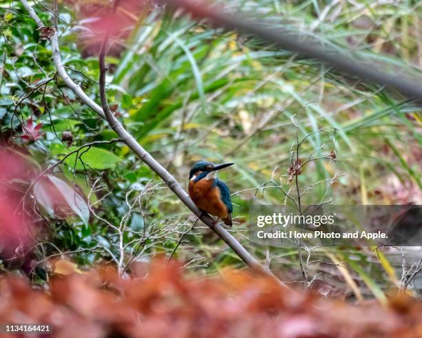 kingfisher in autumn color - 石 stock-fotos und bilder