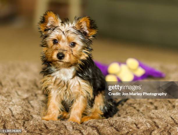 yorkshire terrier - yorkshire terrier playing stock pictures, royalty-free photos & images