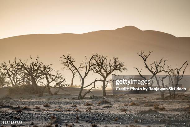 dead trees in sossusvlei area of the namib desert in namibia, africa. dramatic landscape for climate change concept - dead stock pictures, royalty-free photos & images