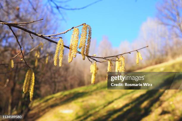 branch of male catkins on common hazel in springtime landscape - hazelaar stockfoto's en -beelden