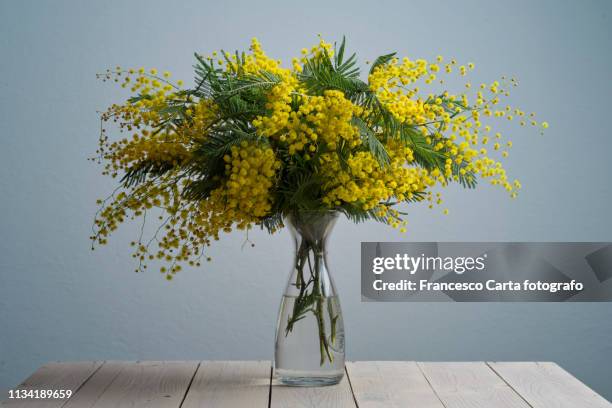 mimosa flowers - bouquet de fleurs photos et images de collection