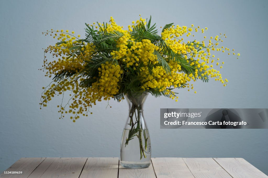 Mimosa flowers