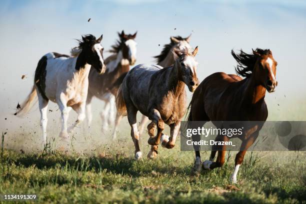 hermoso paisaje en el lejano oeste en estados unidos-caballos salvajes galopando - mustang fotografías e imágenes de stock