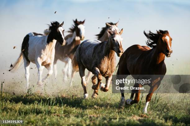 prachtige landschap in het wilde westen in de vs-wilde paarden galopperende - running horses stockfoto's en -beelden