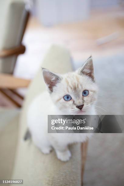 cute siames kitten - siamese cat stock-fotos und bilder