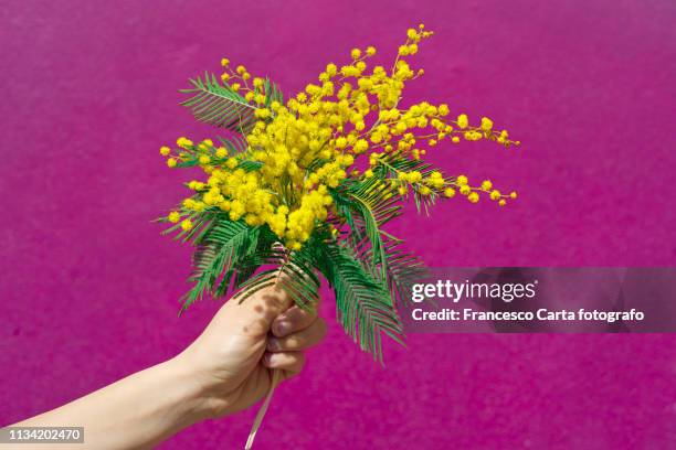 mimosa flowers - acacia fotografías e imágenes de stock