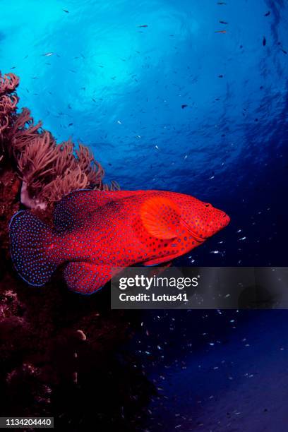 blue spot rockcod swimming in the sea of japan, okinawa, kerama islands. - 刺胞動物 サンゴ stock-fotos und bilder