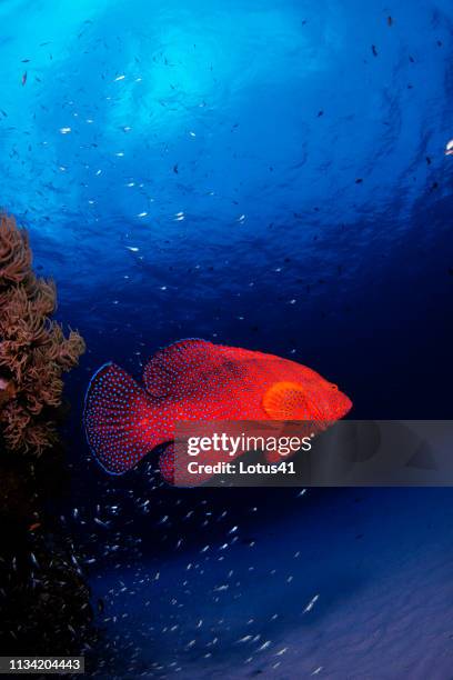 blue spot rockcod swimming in the sea of japan, okinawa, kerama islands. - 刺胞動物 サンゴ stock-fotos und bilder