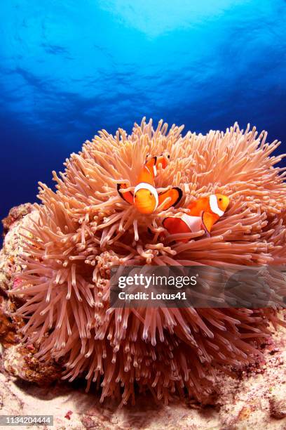 western clown anemonefish swimming in the sea of japan, okinawa, kerama islands. - 刺胞動物 サンゴ stock pictures, royalty-free photos & images