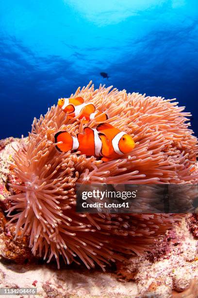 western clown anemonefish swimming in the sea of japan, okinawa, kerama islands. - pez payaso fotografías e imágenes de stock