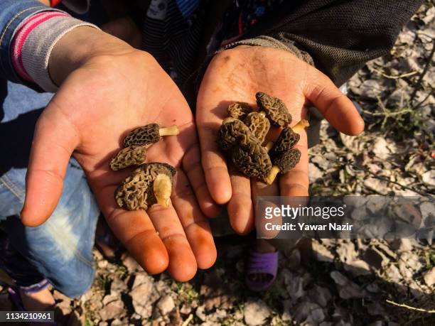 April 01: Kashmiri Muslim children show handfuls of Morel Mushrooms also known as GUCCI Mushroom picked from a forest in a village, dealers say a...