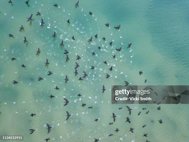 aerial view of birds flying - australia surfing stock pictures, royalty-free photos & images