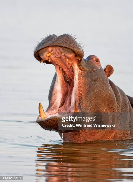 hippo (hippopotamus amphibius) in water, animal portrait with open mouth, kwazulu-natal, south africa - animal mouth open stock pictures, royalty-free photos & images