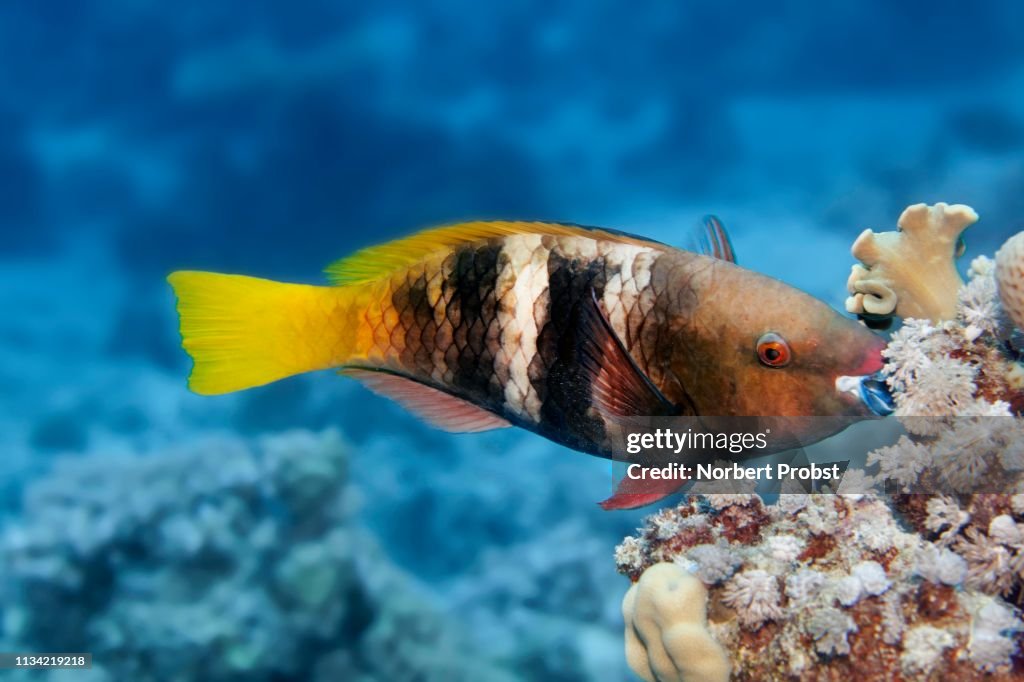 Rusty Parrotfish (Scarus ferrugineus) feeding coral, Red Sea, Egypt