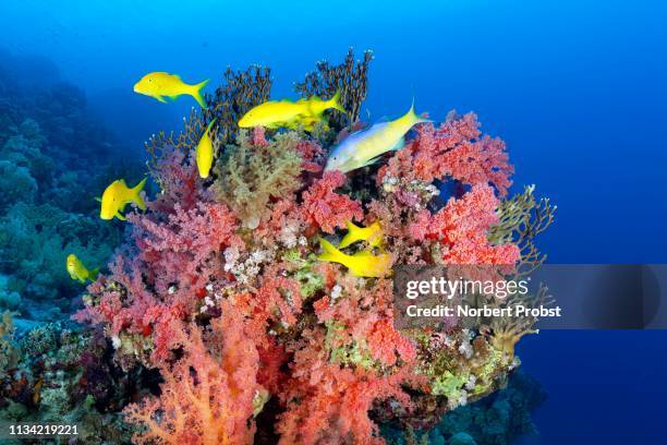 swarm golden goatfishes (parupeneus cyclostomus) looks at coral block with red klunzinger's soft coral (dendronephthya klunzingeri) for food, yellow youth form, transitional form blue yellow, red sea, egypt - parupeneus stock pictures, royalty-free photos & images