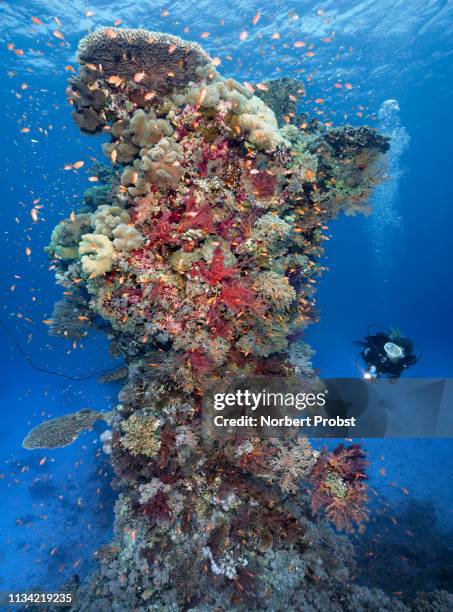diver with lamp looking at coral reef, coral tower, densely overgrown with various soft corals (alcyonacea), stone corals (hexacorallia) and sponge (spongia), colorful, red sea, egypt - spongia stock pictures, royalty-free photos & images
