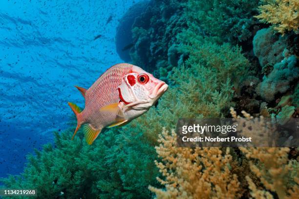 sabre squirrelfish (sargocentron spiniferum) swims over coral reef with litophyton arboreum (litophyton arboreum), red sea, egypt - long jawed squirrel fish stockfoto's en -beelden