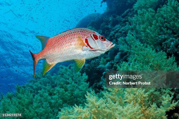 sabre squirrelfish (sargocentron spiniferum) swims over coral reef with litophyton arboreum (litophyton arboreum), red sea, egypt - long jawed squirrel fish stockfoto's en -beelden