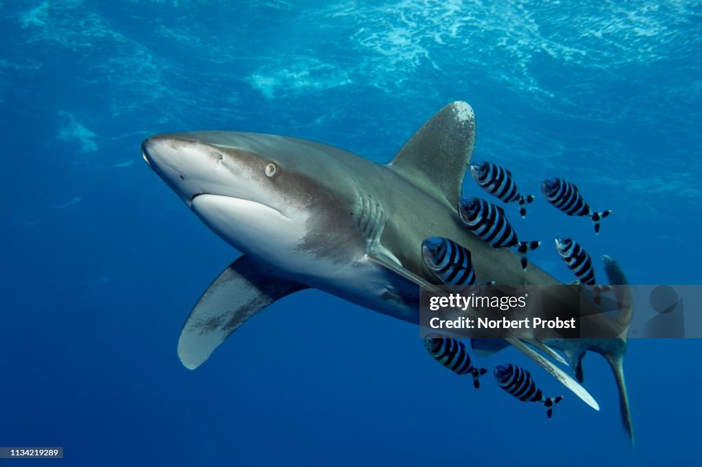 Oceanic whitetip shark (Carcharhinus longimanus) with Pilot Fish (Naucrates ductor) swims under sea surface in the open sea, Red Sea, Egypt