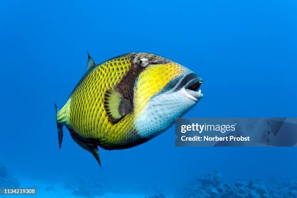 titan triggerfish (balistoides viridescens) swims in the open sea, red sea, egypt - ocean triggerfish stock pictures, royalty-free photos & images