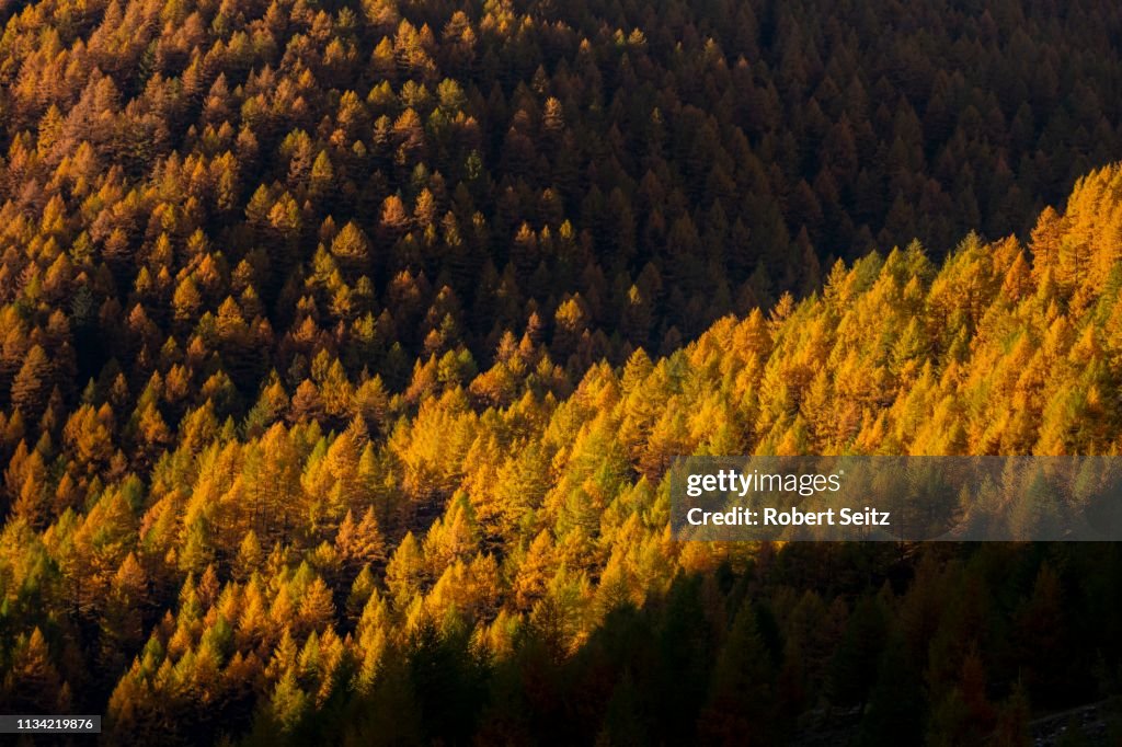 Autumn mountain larch forest (Larix decidua) with light and shade, Vals, Valstal, South Tyrol, Italy