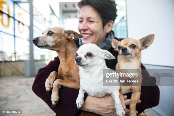 laughing woman holding her three dogs in her arms, miniature pinscher and chihuahuas, germany - chihuahua stock-fotos und bilder