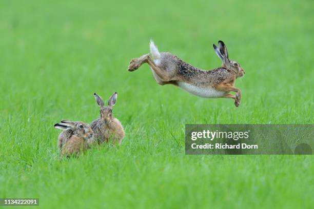 three european hares (lepus europaeus) in a meadow, one jumps into the air, lower rhine, north rhine-westphalia, germany - brown hare stockfoto's en -beelden