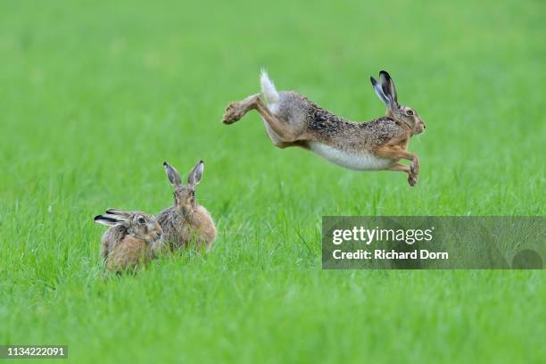 three european hares (lepus europaeus) in a meadow, one jumps into the air, lower rhine, north rhine-westphalia, germany - lepus europaeus stock pictures, royalty-free photos & images