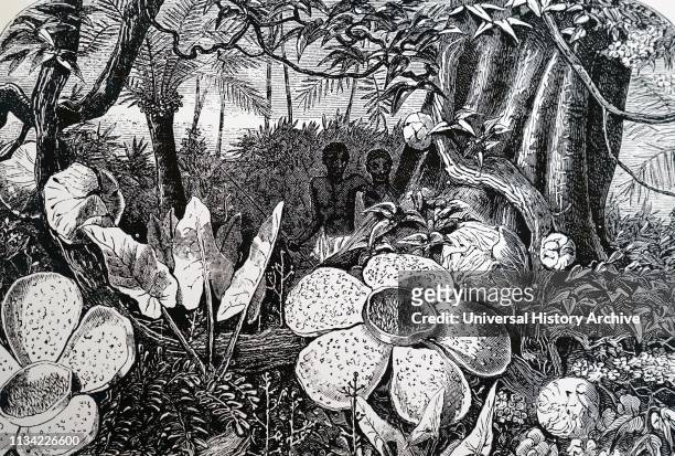 An engraving depicting the flowers and buds of Rafflesia in the Sumatra forest. Dated 19th century.