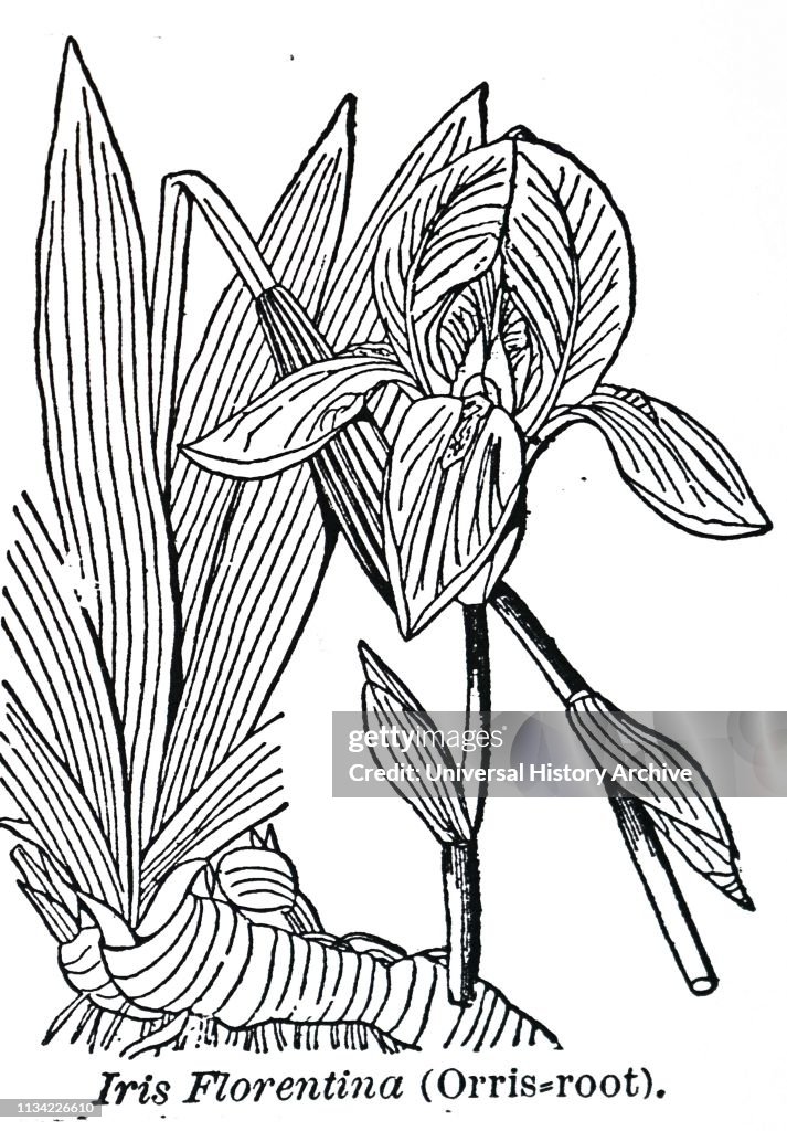 An engraving depicting Iris Florentina