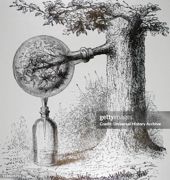 An engraving depicting Transpiration of plants: Guettardt's method of collecting moisture given off by a branch enclose in a sealed vessel 1874.