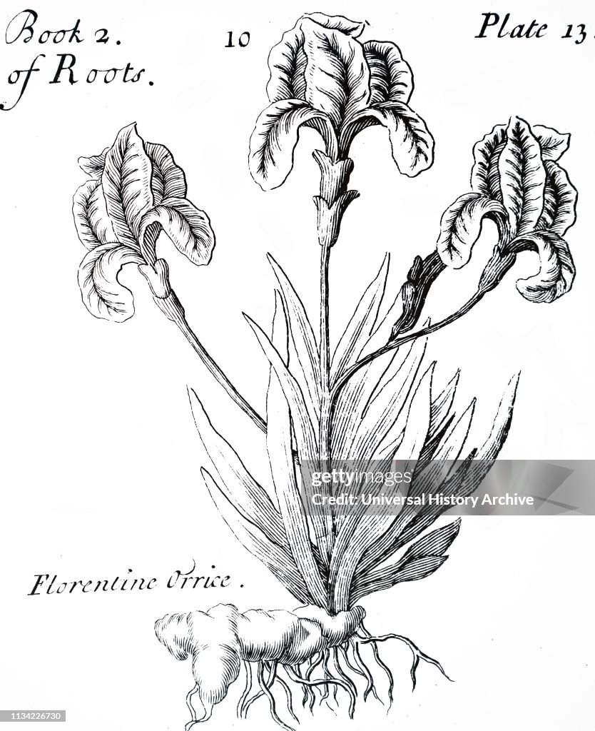 An engraving depicting a specimen of Iris Florentina - one of the sources of orris root powder used in perfumes and medicines