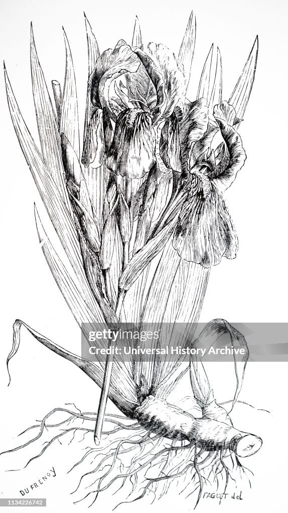 An engraving depicting Iris Florentina