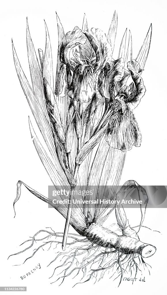 An engraving depicting a specimen of Iris Florentina - one of the sources of orris root powder used in perfumes and medicines