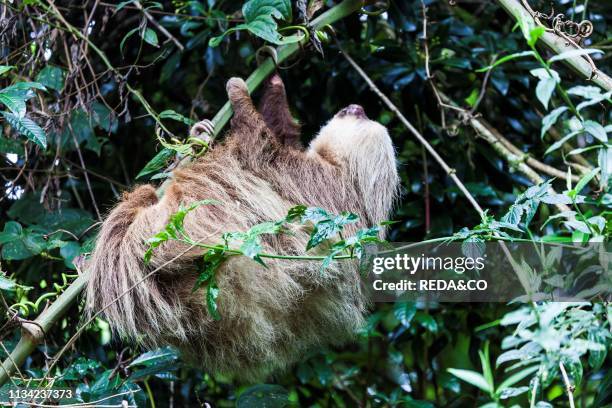 Sloth. Costa Rica. Central America.