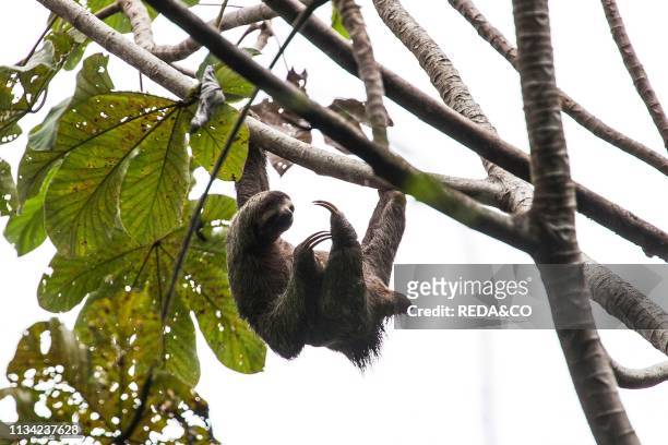 Sloth. Manuel Antonio National Park. Costa Rica. Central America.
