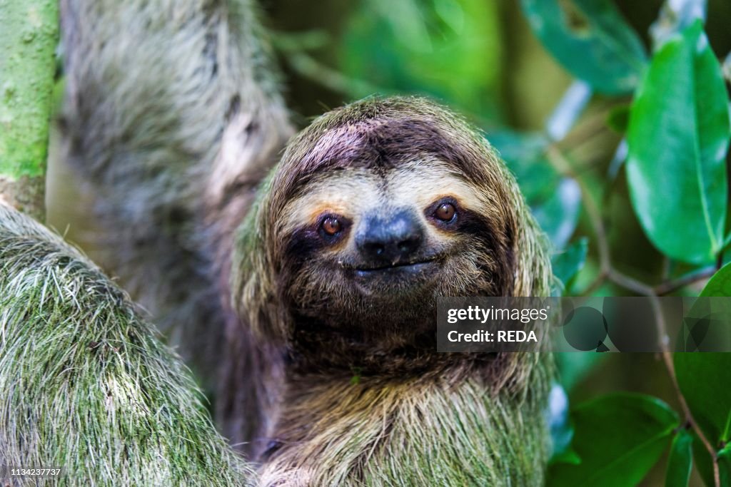 Sloth