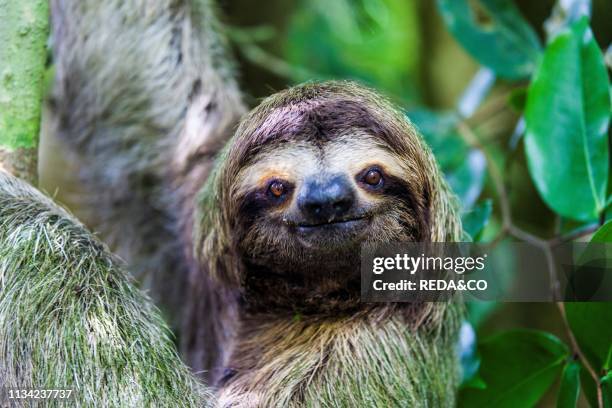 Sloth. Manuel Antonio National Park. Costa Rica. Central America.