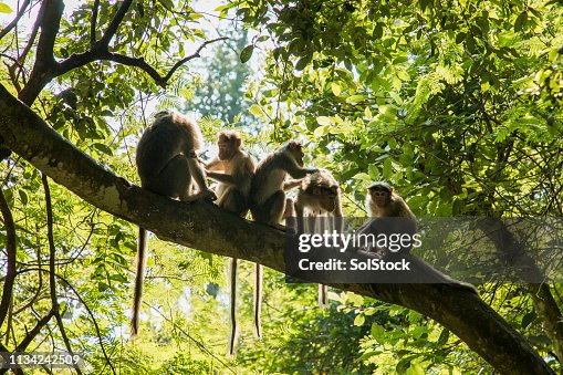 Young Monkey's Cleaning Eachother