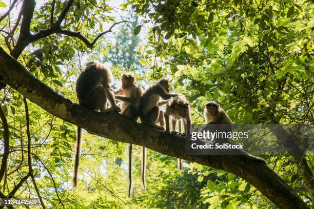 young monkey's cleaning eachother - rhesus macaque stock pictures, royalty-free photos & images