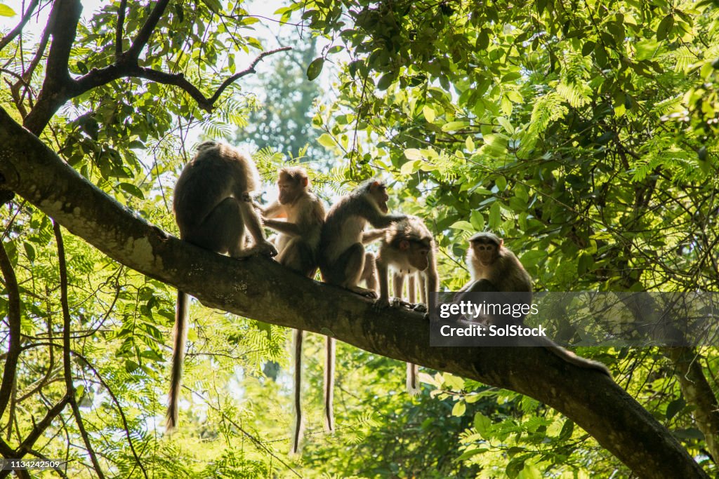 Unga Monkey ' s rengöring varandra