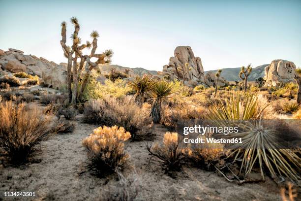 usa, california, los angeles, joshua tree national park in sunshine - joshua tree - fotografias e filmes do acervo