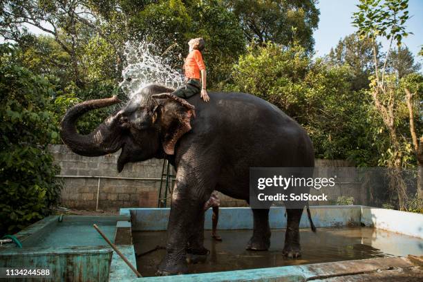 pasar el verano con elefantes - kerala elephants fotografías e imágenes de stock