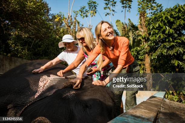 touristen reinigen indische elefanten - daily life in kerala stock-fotos und bilder