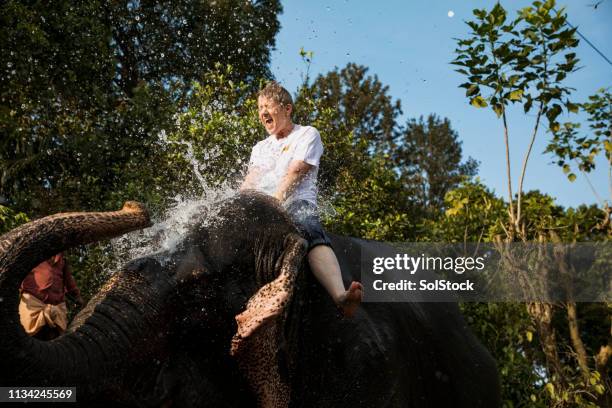 playful elephant and tourist - kerala elephants stock pictures, royalty-free photos & images