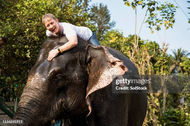 riding an elephant - kerala elephants stock pictures, royalty-free photos & images