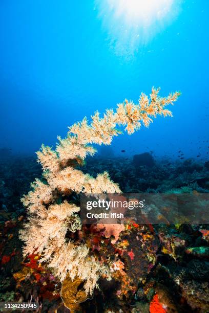 magestic antipathes sp. black coral looks like euro symbol, pantar strait, indonesia - anemone sp stock pictures, royalty-free photos & images